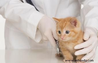 Comprender los soplos cardíacos de los gatos 