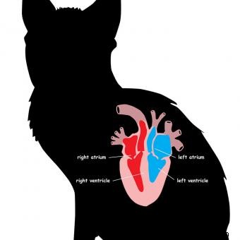 Comprender los soplos cardíacos de los gatos 