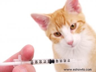 Gatos vacunados:efectos secundarios y reacciones