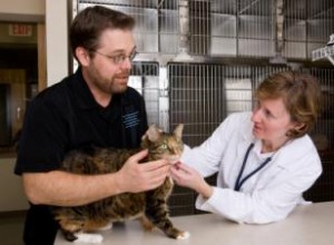 Qué hacer si tu gato vomita gusanos: Guía experta para tratar lombrices intestinales