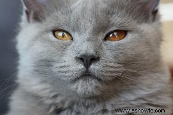 ¿Por qué los ojos de los gatos cambian de color?