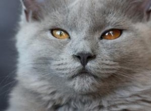 ¿Por qué los ojos de los gatos cambian de color?