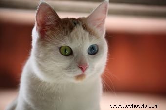 ¿Por qué los ojos de los gatos cambian de color?