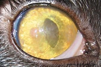 ¿Por qué los ojos de los gatos cambian de color?