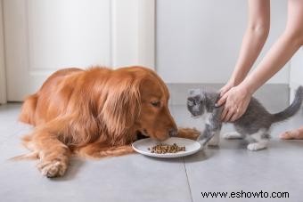 ¿Pueden los gatos comer comida para perros? Preguntas sobre seguridad y nutrición respondidas