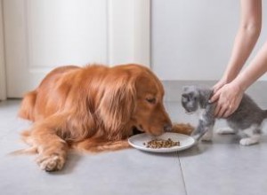 ¿Pueden los gatos comer comida para perros? Guía experta sobre seguridad y nutrición felina