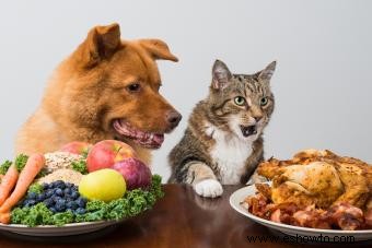 ¿Pueden los gatos comer comida para perros? Preguntas sobre seguridad y nutrición respondidas