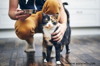 La mejor comida para gatos sin cereales:7 selecciones preferidas por veterinarios