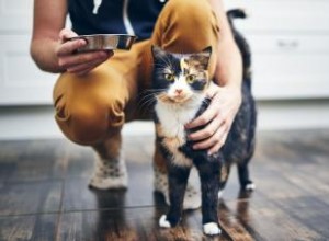 Las 7 Mejores Comidas para Gatos Sin Cereales Recomendadas por Veterinarios