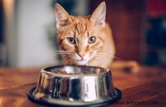 8 recetas caseras de comida para gatos para un felino bien alimentado