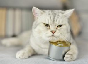 7 alimentos humanos que enferman a los gatos