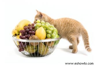 7 alimentos humanos que enferman a los gatos