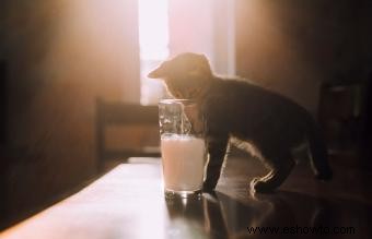 ¿Pueden los gatos beber leche sin lactosa?