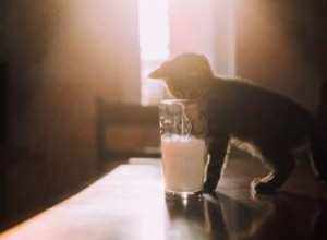 ¿Pueden los gatos beber leche sin lactosa? Guía experta para dueños responsables
