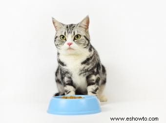 Ingredientes y opciones de alimentos para gatos aptos para diabéticos