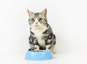 Ingredientes y opciones de alimentos para gatos aptos para diabéticos