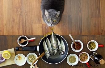 Cómo hacer comida seca para gatos casera