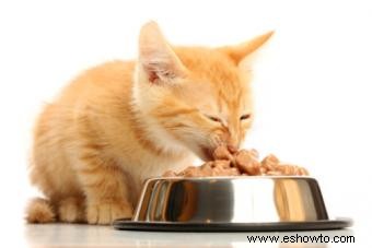 ¿La comida cruda es mejor para mi gato?