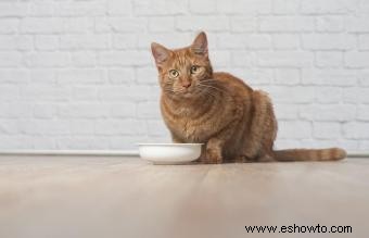Comida para gatos Science Diet Reseñas