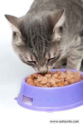 ¿Qué debo darle de comer a un gato mayor?