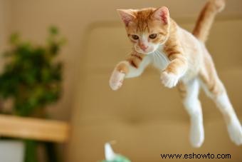 Cómo tomar una foto de un gato con tu felino (como un profesional)