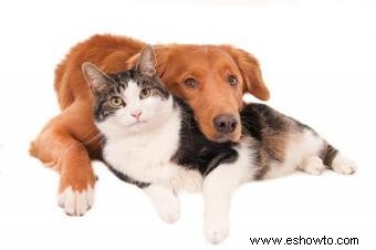 Videos adorables de amor entre perros y gatos