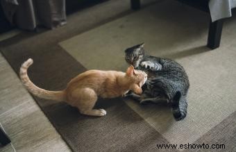 Videos divertidos de peleas de gatos