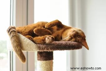 Muebles para gatos grandes 