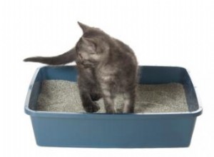 Preocupaciones críticas sobre la seguridad de la arena higiénica para gatos 