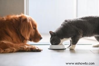 Estaciones de alimentación para gatos a prueba de perros 