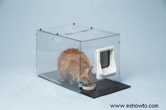 Estaciones de alimentación para gatos a prueba de perros 