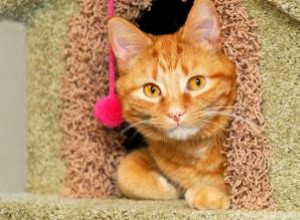 Guía paso a paso: Cómo construir una casa para gatos segura y cómoda