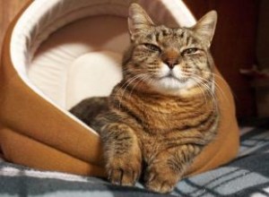 Guía completa: Cómo elegir la mejor cama para tu gato