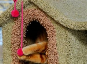 Guía experta: Cómo comprar o construir un condominio para gatos