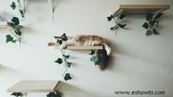 Opciones para estantes y perchas de pared para gatos 