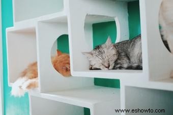 Opciones para estantes y perchas de pared para gatos 