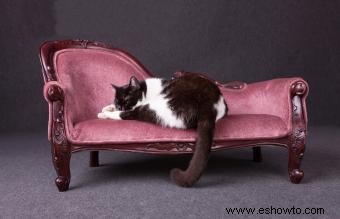 Opciones de camas y muebles de lujo para gatos 
