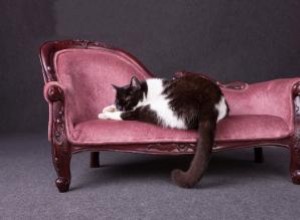 Camas y Muebles de Lujo para Gatos: Opciones Exclusivas y Elegantes