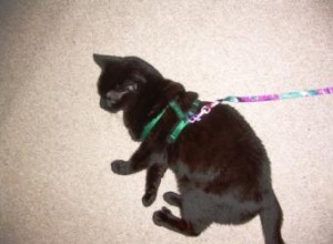 Guía Completa: Cómo Elegir y Usar un Arnés para Gatos con Seguridad