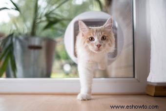 Seguridad de los gatos 101:Consejos de un experto