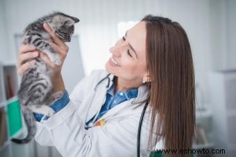 Vacunas para gatos 101 (de un experto)