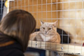 Cómo adoptar un gato:consejos cruciales de un experto