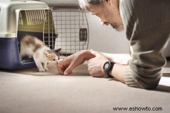 Cómo adoptar un gato:consejos cruciales de un experto