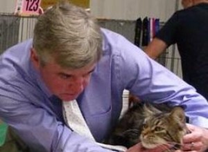 Consejos de expertos para triunfar en exposiciones felinas: Guía de Paul Sandel