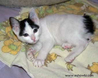 Perspectivas de un criador de gatos Bobtail japonés