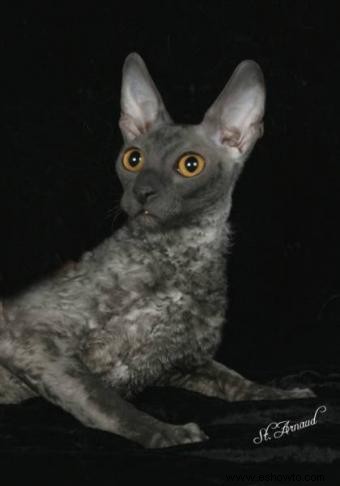 Perspectivas de un criador de gatos Cornish Rex