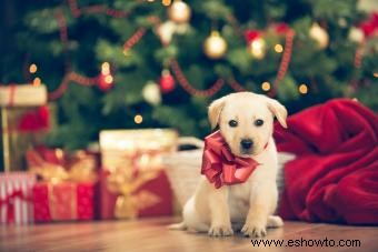 ¿Deberías tener un cachorro de Navidad para los días de los Aullidos?