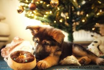 ¿Deberías tener un cachorro de Navidad para los días de los Aullidos?