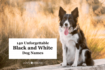 Más de 139 nombres de perros inspirados en blanco y negro a tener en cuenta
