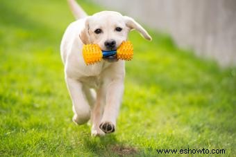 100 nombres fantásticos para cachorros de labrador amarillo